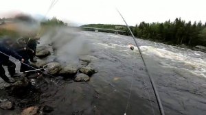 Ловля горбуши  на Кольском. Р Умба 2019