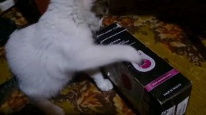 Как сделать простую игрушку для кота из подручных средств