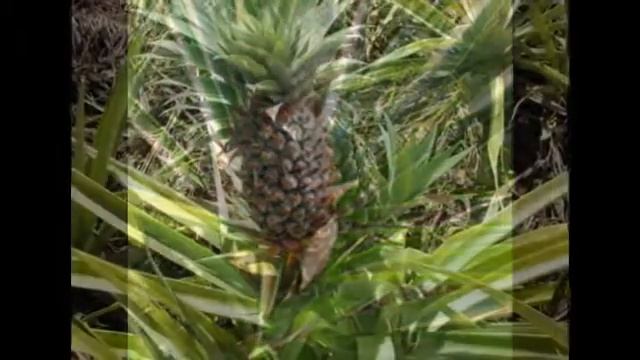 Ананас посевной Растение с серо-зелеными листьями смотреть онлайн