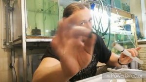 Мощный аквариумный аэрлифт.