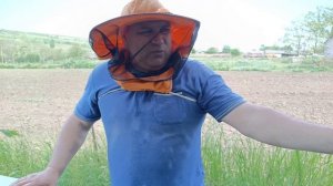 Бакфаст. Чистопородные матки на рапсе