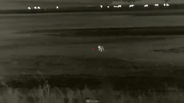 Охота на волков через тепловизор смотреть онлайн