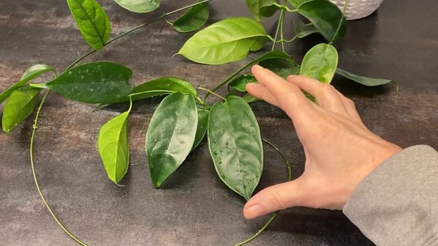Хойя Алагенсис ( Hoya alagensis). Одна из тонколистных хой моей коллекции смотреть онлайн