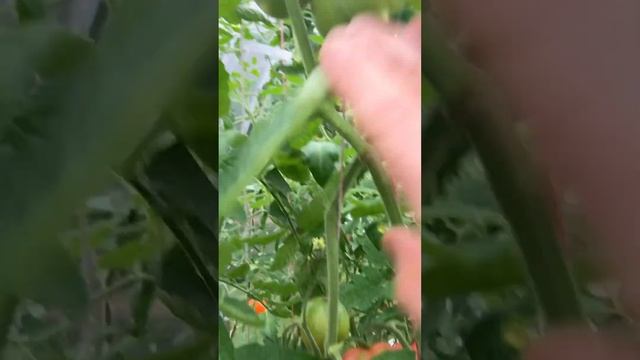 Сорт томата Сызранские пипочкии. #сезон2023 #семена #томаты смотреть онлайн