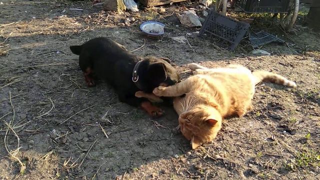 Ягдтерьер Джон играет с котом смотреть онлайн