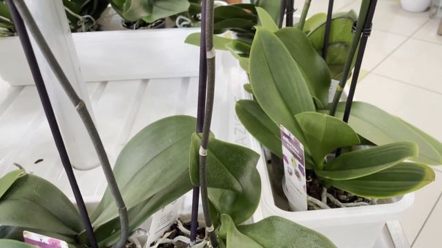 Свежий завоз орхидей в Соцветии Барнаул! смотреть онлайн