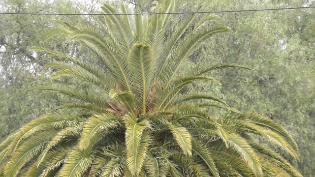 Acacia cardiophylla & Phoenix canariensis 🌴🌴 смотреть онлайн