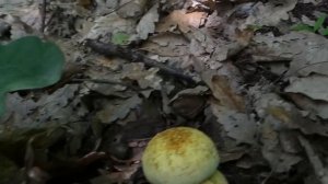 Crni vrganj, Blagva i druge vrste - Boletus aereus & Amanita caesarea