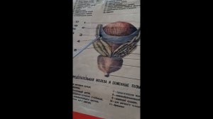 Еркек жыныс мұшелері