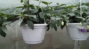 #65.Потрясающее цветение фуксии!