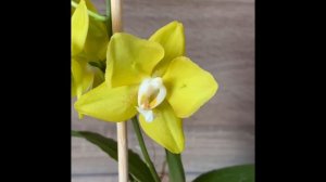 Phal. Sogo Meili (Peloric-2 eyes) бабочка