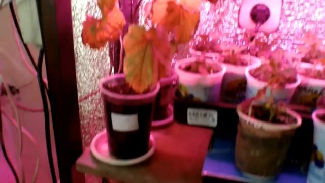 Фитолампы смотреть онлайн