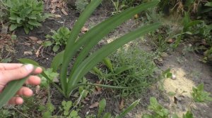 Амариллис садовый или Ликорис чешуйчатый (Lycoris squamigera Maxim.) в Пензе.