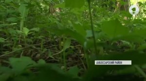 Полоз или гадюка? Кого видели в частном дворе?