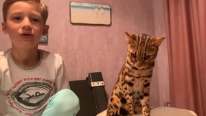 Бенгальский кот F1