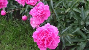 Edulis Superba | R2 Flowers| Peonies