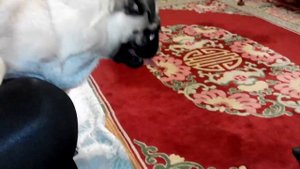 Мопс победил таксу.