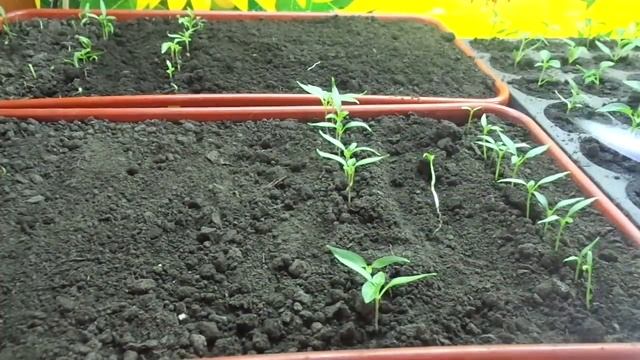 ВЫНУЖДЕННАЯ ПИКИРОВКА ПЕРЦА В ФАЗЕ ДВУХ СЕМЯДОЛЕЙ. Ольга Чернова. смотреть онлайн