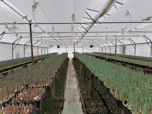 Выгонка тюльпанов к 8 марта 2023г