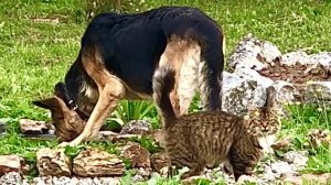 Кот и Собака дружат и гуляют вместе - кот Куница и его любимая овчарка Леди