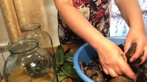 Соление белых и чёрных груздей в банках на зиму