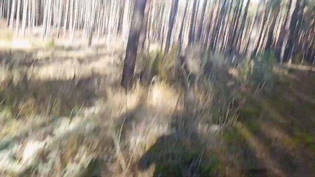 ПОЕЗДКА В ЛЕС ЗА ГРИБАМИ. смотреть онлайн