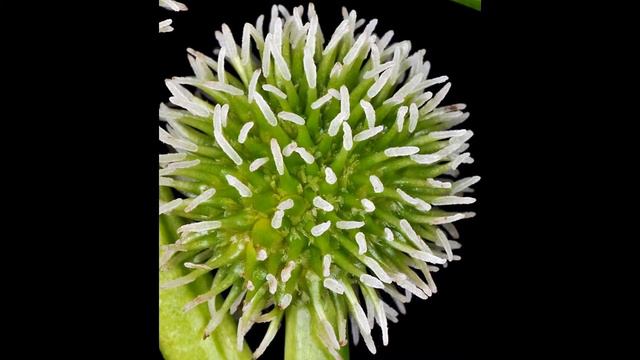 ЕЖЕГОЛОВНИК (SPARGANIUM) сем. Ежеголовниковые смотреть онлайн