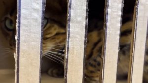 Ограбление Банка ?. Домик для кошки из картона. Кошачий побег.