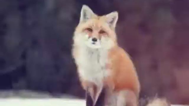 Самые красивые животные! смотреть онлайн