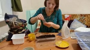 Посев многолетников в феврале. Карпатский колокольчик,Платикодон,Ясколка Биберштейна,Обриета .