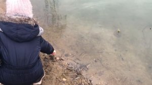 ПО ГРИБЫ В НОЯБРЕ. Часть 2. Вешенка обыкновенная, Фламмулина, Аурикулярия уховидная (Муер)