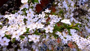 Поздняя любовь  Авторская песня М Богомоловой из кф У РЕКИ ДВА БЕРЕГА  исп Г Погорельская