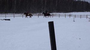 Распорядок дня у лошадей