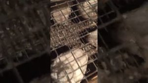 Разведение перепела . Техасский перепел ,условия содержания.
