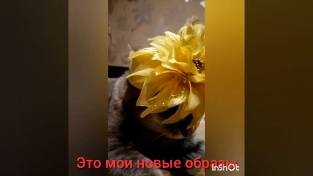 Модный приговор
