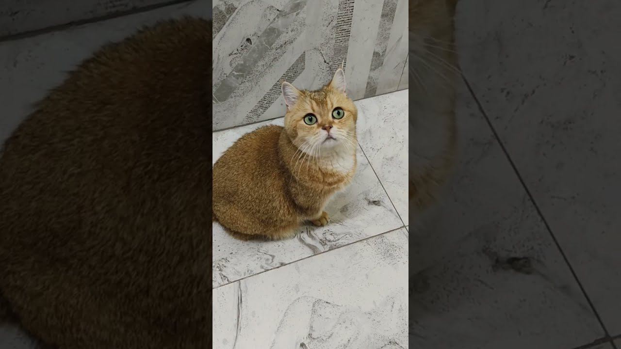 Тоша решил уйти из дома#cat #cutecat #funny #безкотаижизньнета #смешныекоты #animal #смешныекоты