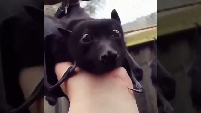 Чем не летающая комнатная собачка смотреть онлайн