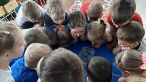 Видео лягушки