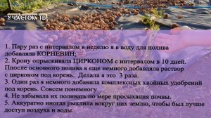 РЕАНИМАЦИЯ ПОЖЕЛТЕВШЕЙ ТУИ - Результаты - Пожелтели Саженцы Туи