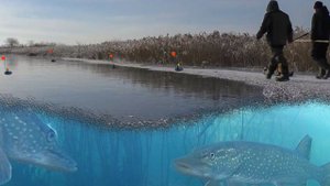 ЧТО ПОДО ЛЬДОМ?! Расставили ЖЕРЛИЦЫ с подводными камерами! Первый лёд 2021-2022.