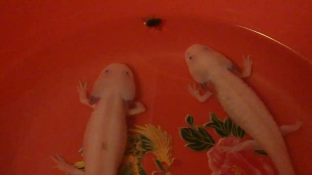 Аксолотль и муха смотреть онлайн