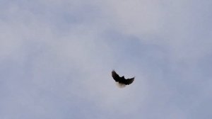 Мелитопольские голуби. Балдеем от голубей, помним о близких...