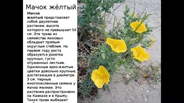 Редкие растения Крыма