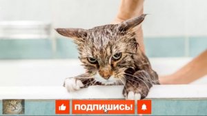Нужно Ли Мыть Домашних Кошек? Ответ Ветеринара Вас Удивит!