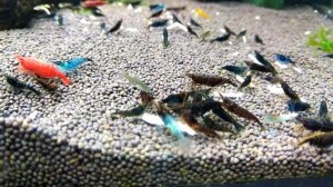 гуппи эндлера   скай блю