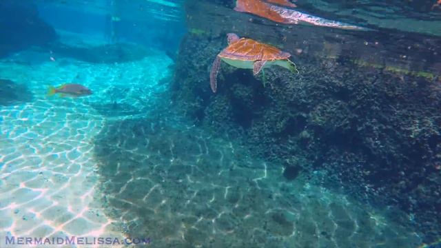 Mermaid Melissa Swims With Turtles! смотреть онлайн