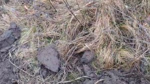 Первые царские рубли !! Коп монет  и кладов.