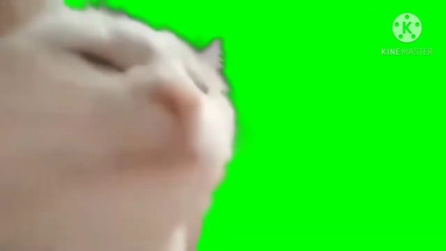 Кот качает головой пот меме москау смотреть онлайн