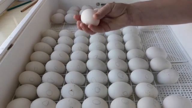 Поэтапная закладка яиц в инкубатор инкубатор Несушка на 104 яйца