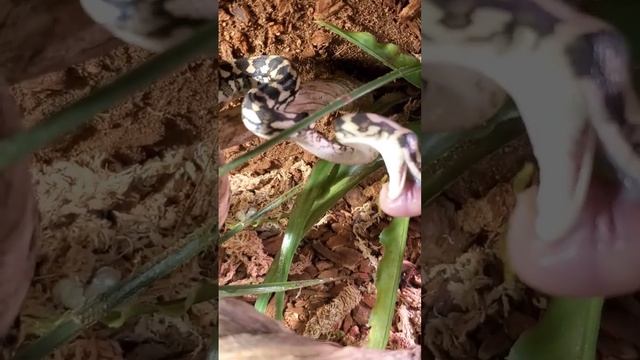 Baby Carpet Python Eating